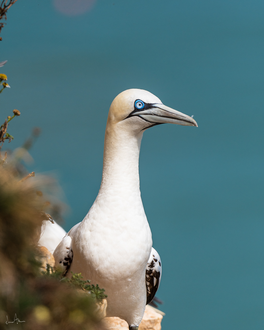 📸 Nikon D500 500mm 1/1600 f /5.6 ISO180