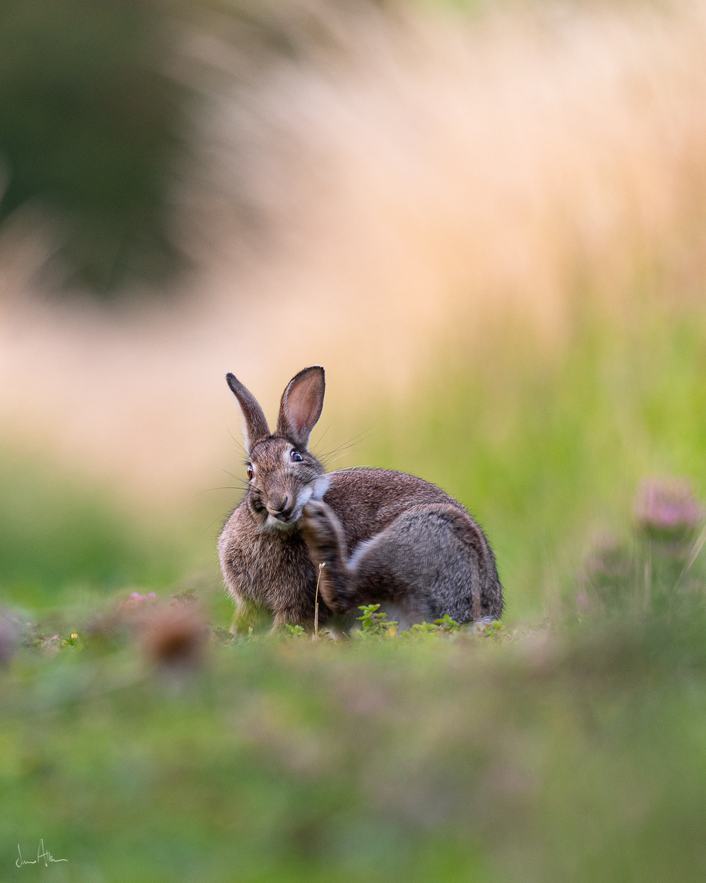 📸 Nikon Z6 500mm 1/200 f /5.6 ISO320