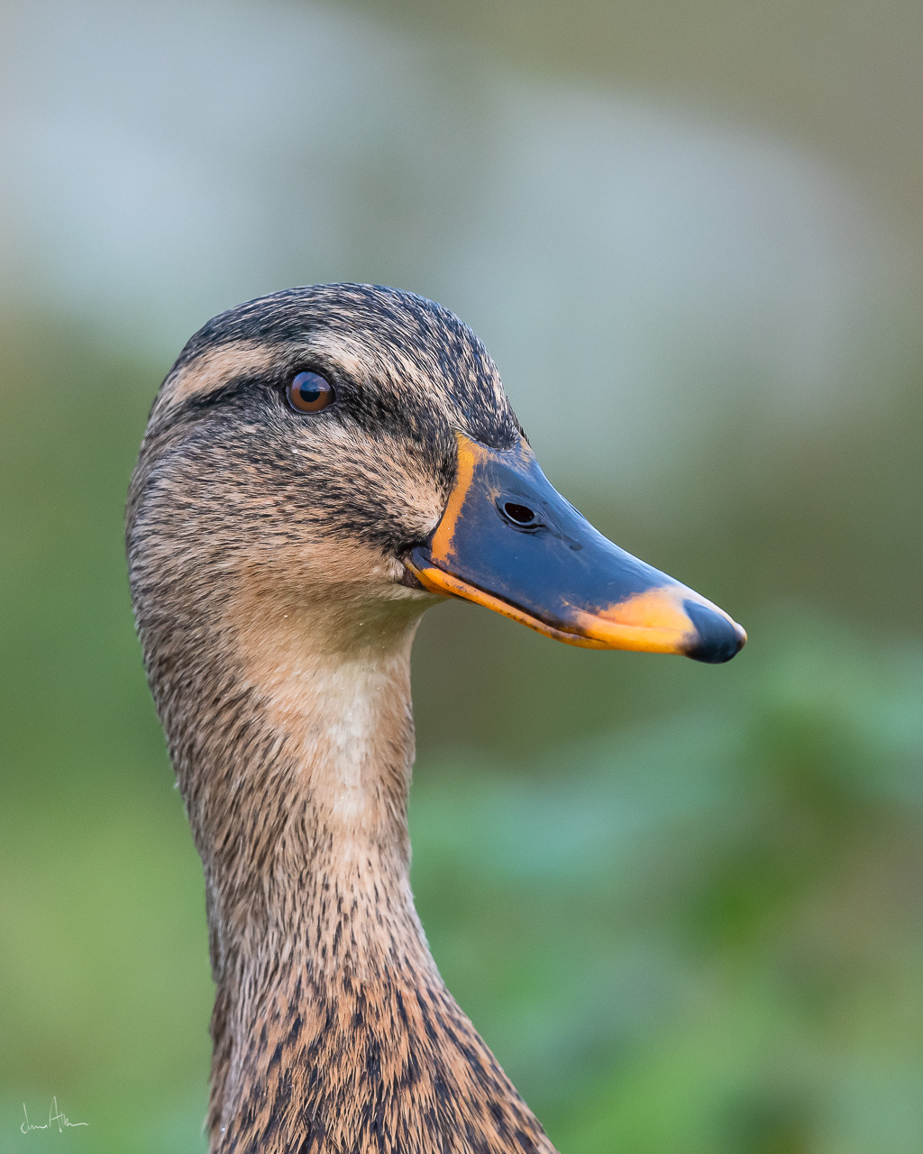 📸 Nikon D500 500mm 1/640 f /5.6 ISO1000