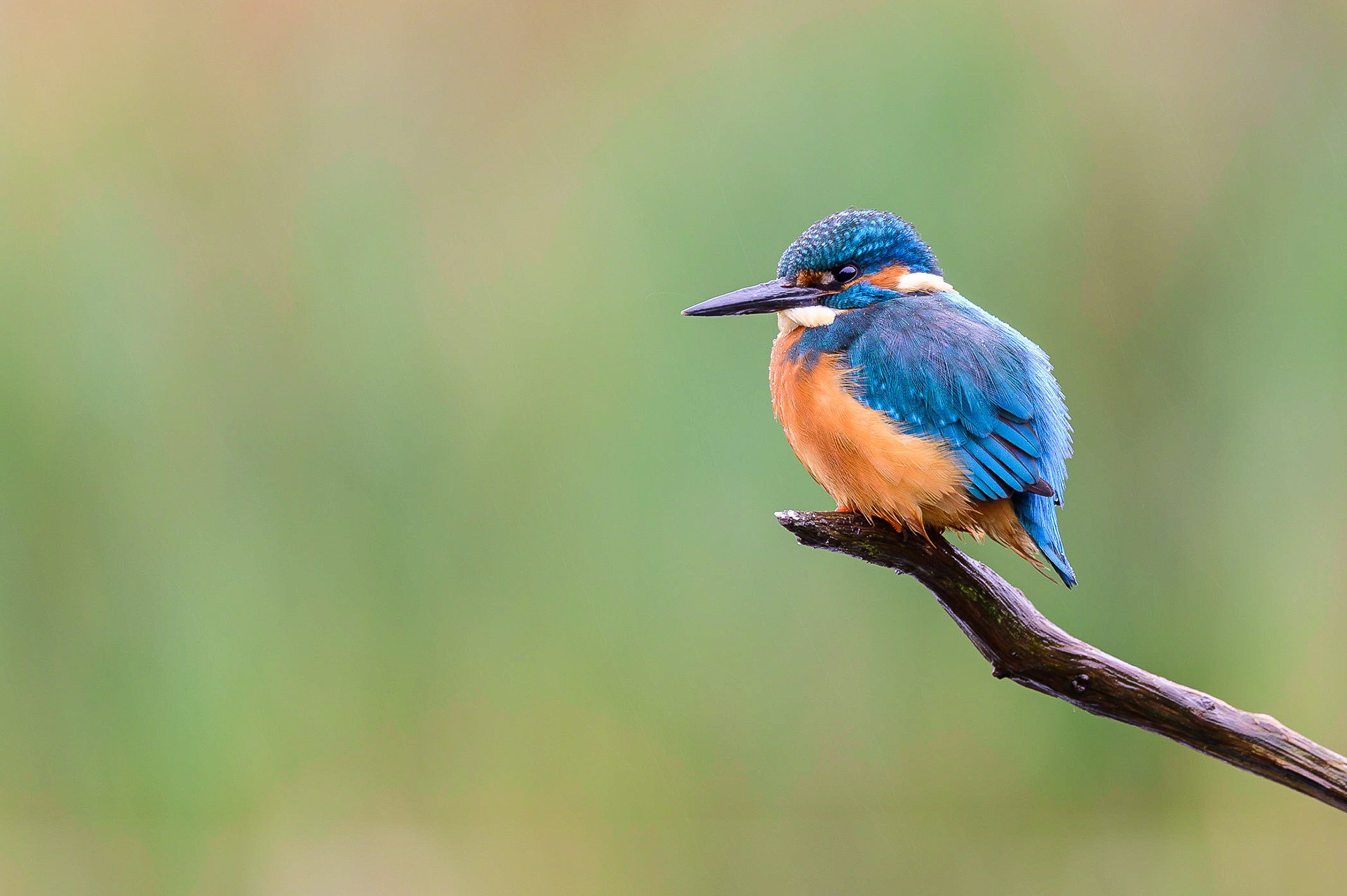 📸 Nikon Z6 500mm 1/13 f /5.6 ISO180