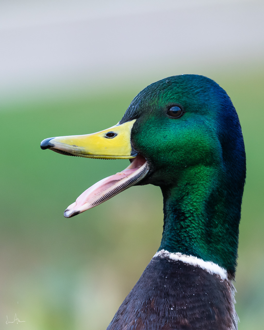 📸 Nikon D500 500mm 1/640 f /5.6 ISO900