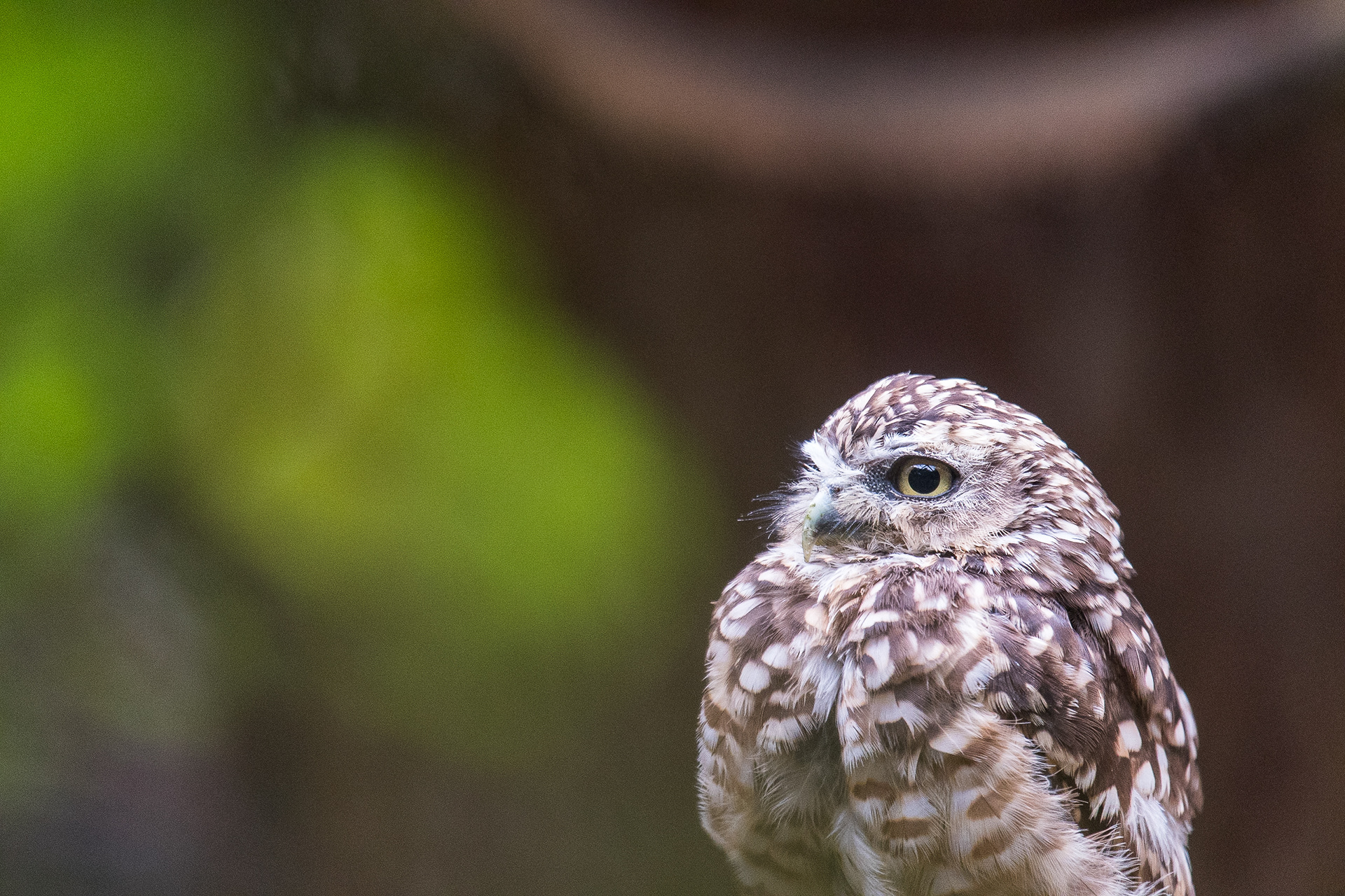 📸 Nikon D500 300mm 1/400 f /4.0 ISO2000