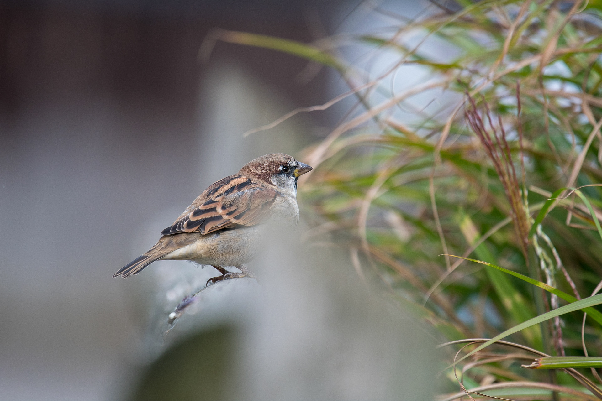 📸 Nikon D500 300mm 1/1000 f /4.0 ISO320