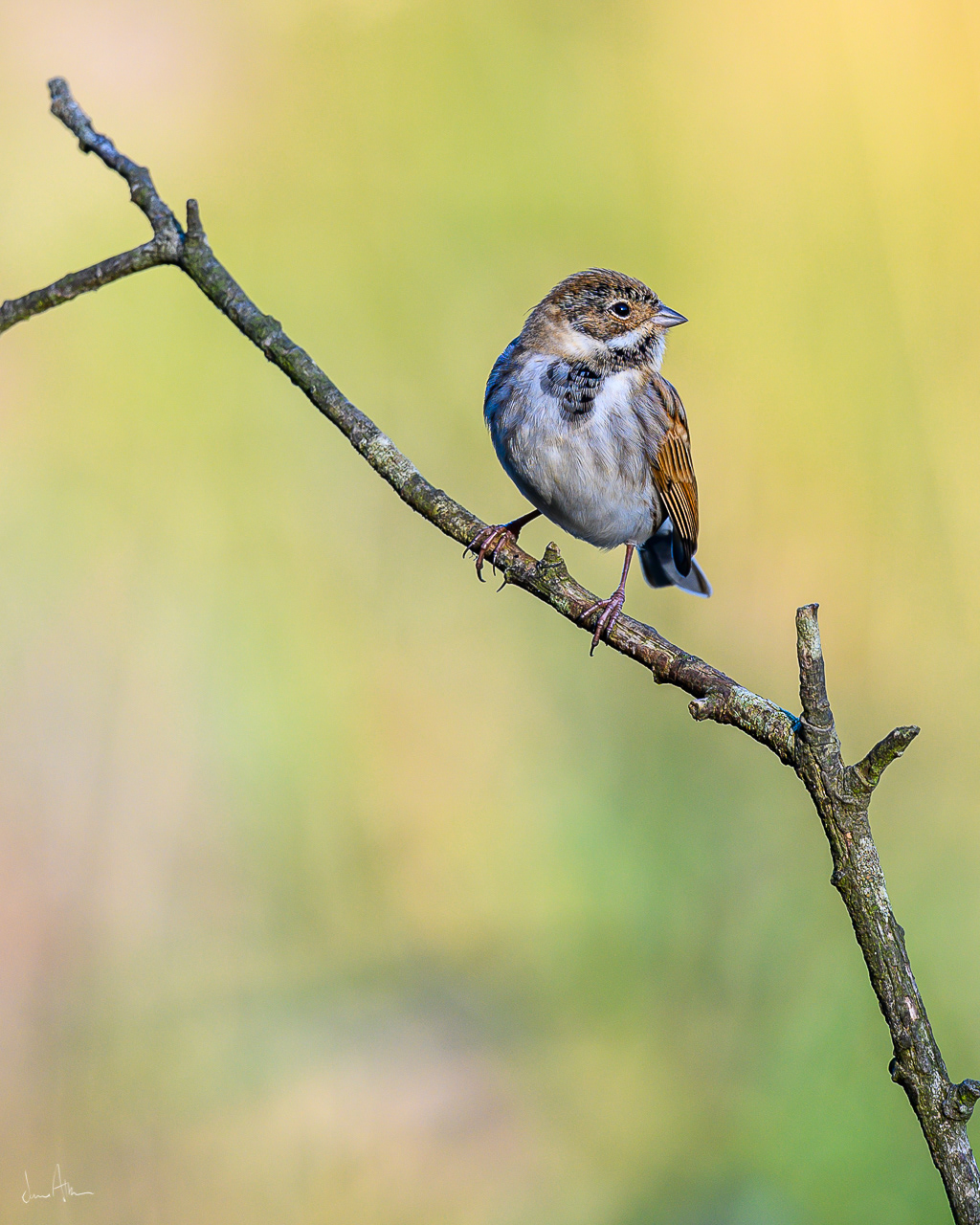 📸 Nikon Z6 500mm f /5.6 1/500 ISO250
