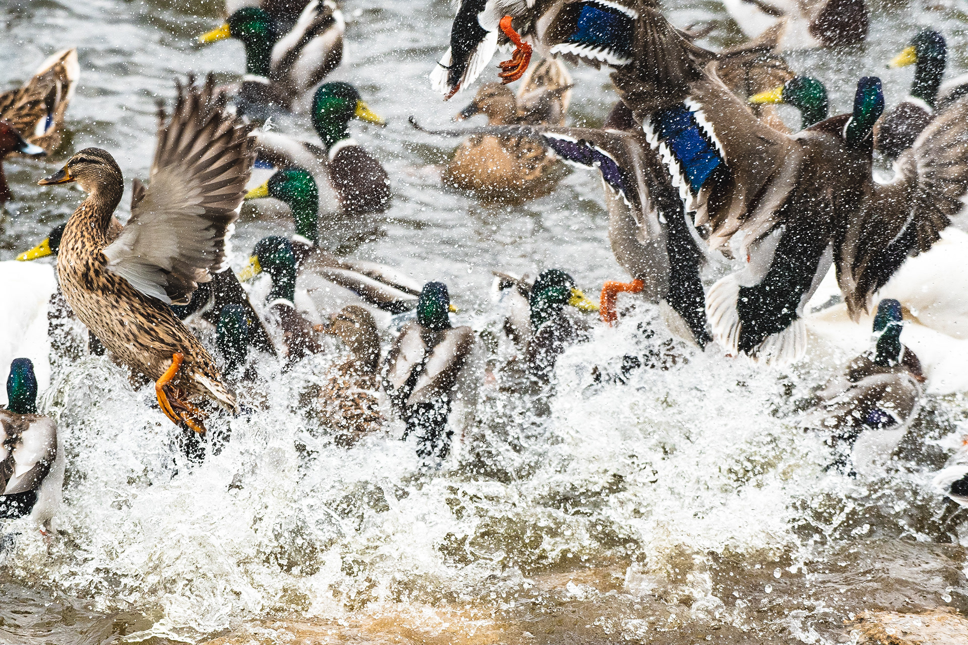 📸 Nikon D500 260mm 1/1600 f /5.6 ISO1600