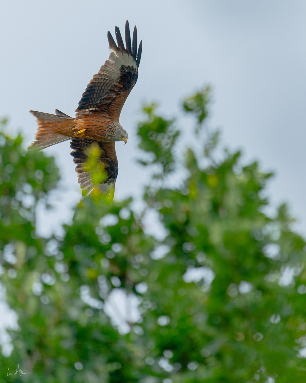 📸 Nikon D500 300mm 1/1000 f /4.0 ISO100