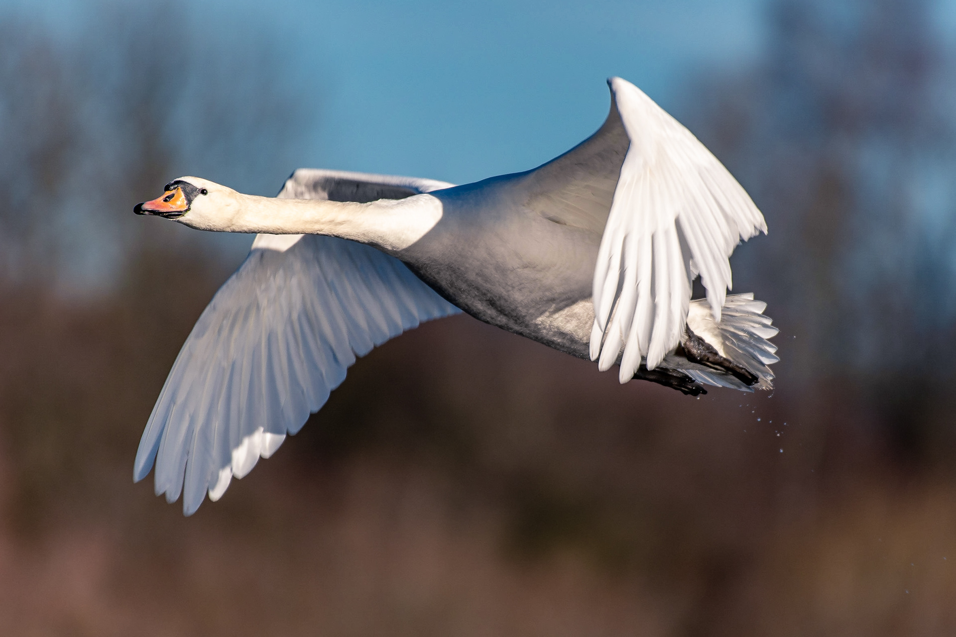 📸 Nikon D500 500mm 1/1000 f /5.6 ISO180