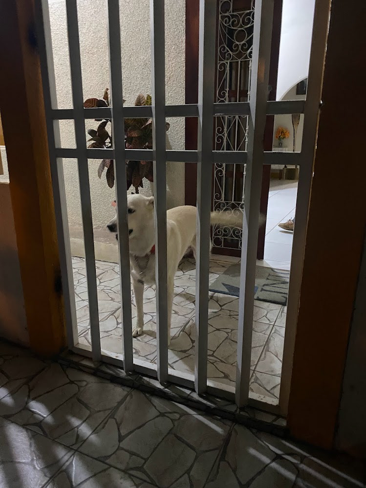 Dolly waiting for us at home
