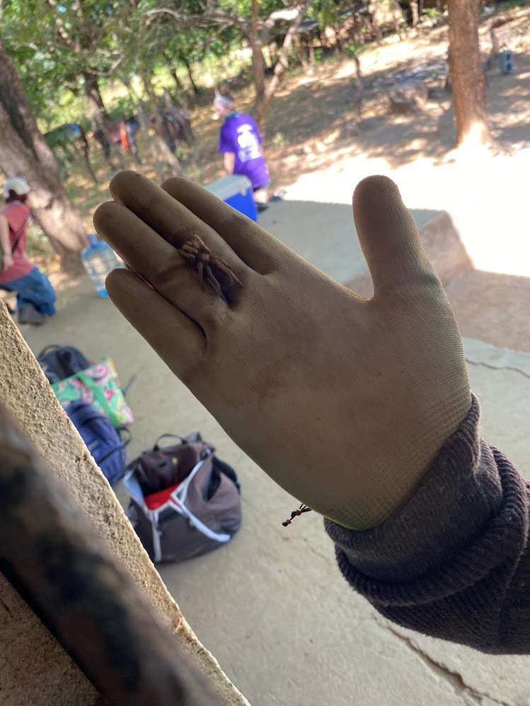 A little tarantula we dug up.