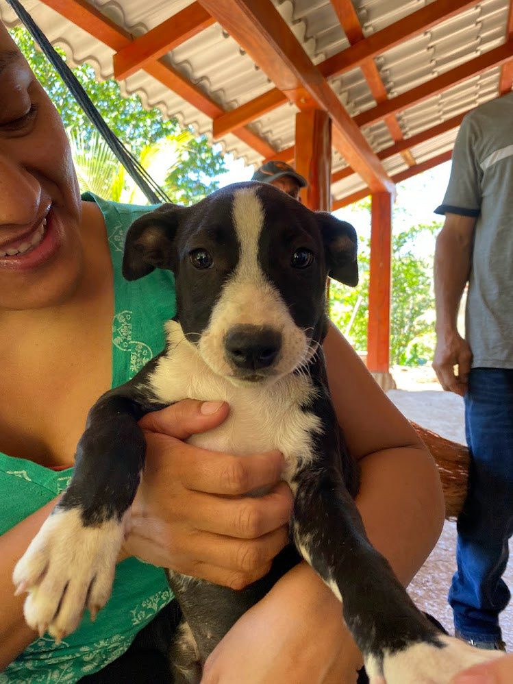 Emiliano's family's new puppy Bruno.