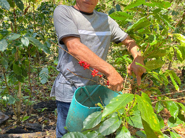 Emiliano picking coffee berries