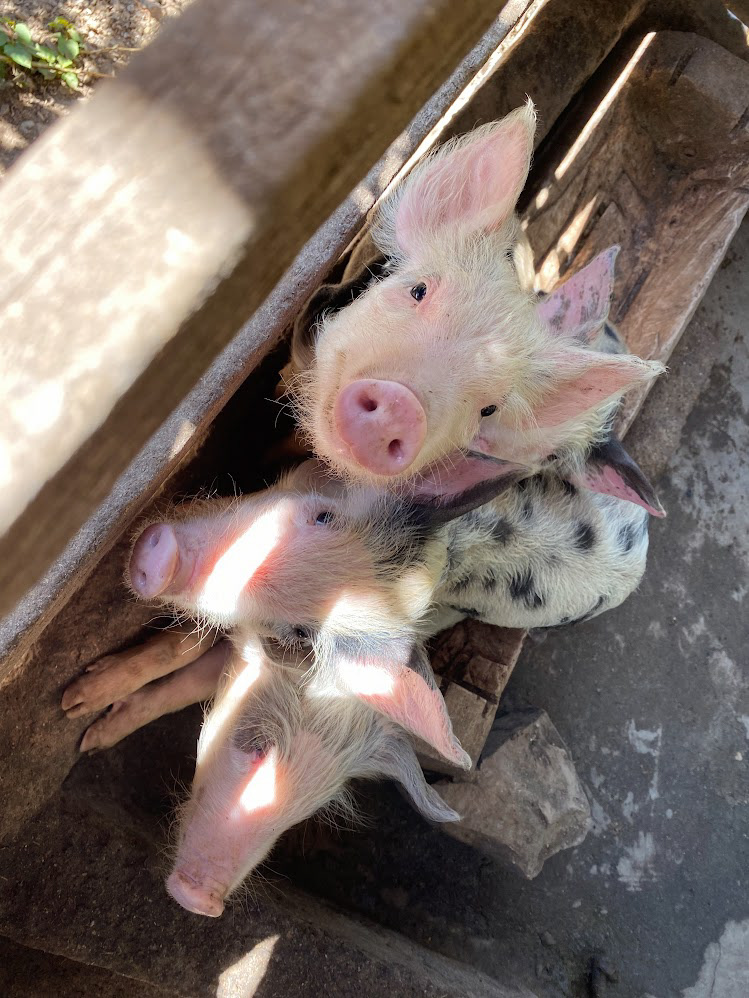 He also has piglets, chickens, and iguanas on his farm.