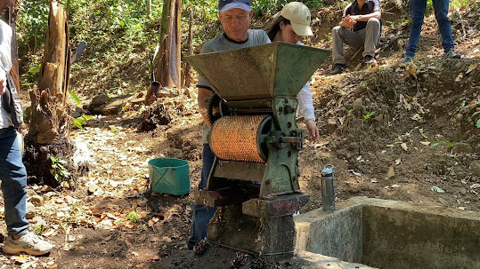 Splitting the berry from the pit (the coffee bean). The extra fruit/pulp is used as fertilizer to grow more plants.