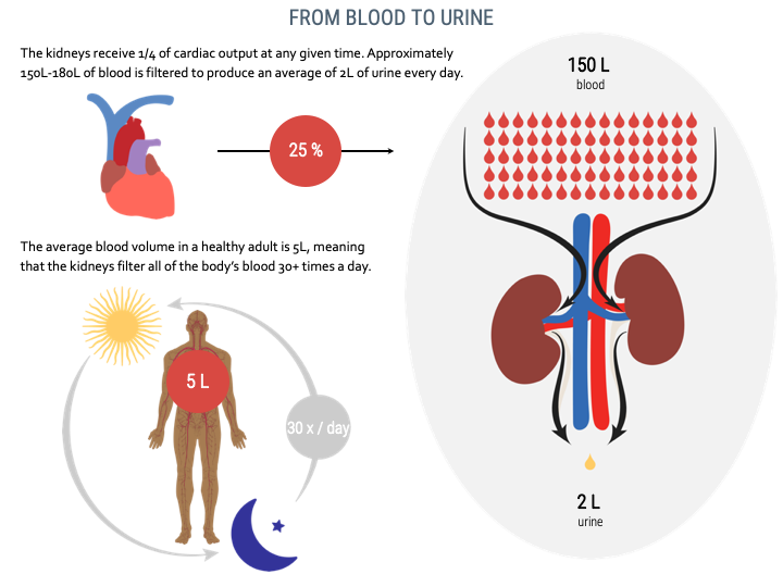 4BBY1060 - L19: Kidney Function III: Control of Blood Volume Flashcards