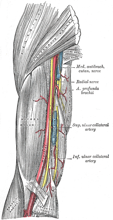 Ref: Gray's Anatomy 20th Ed. (1918)