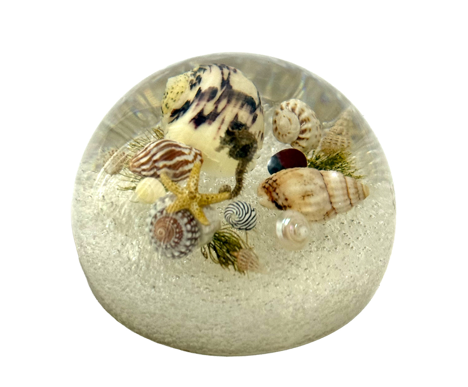 Lucite Seashell Paperweight