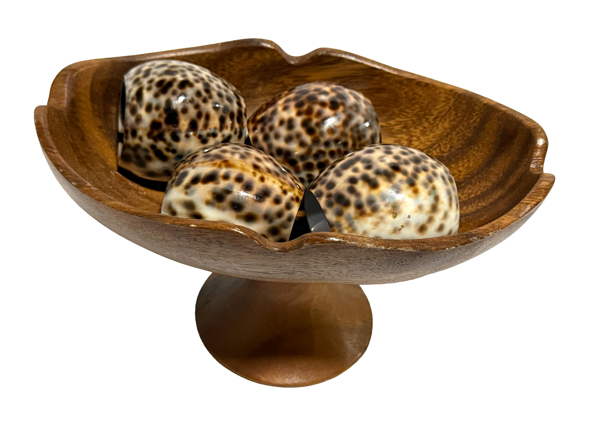 Wooden Bowl, 4 Large Tiger Cowrie Shells