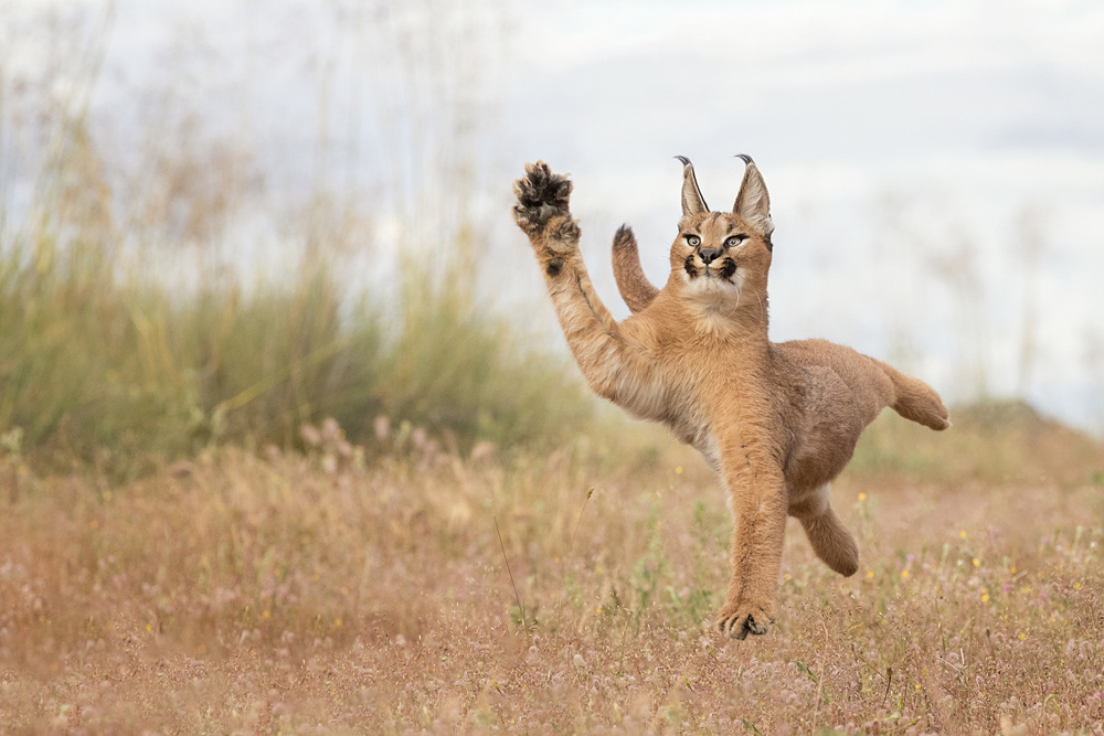 Fotografie Marion Vollborn Caracal Rock