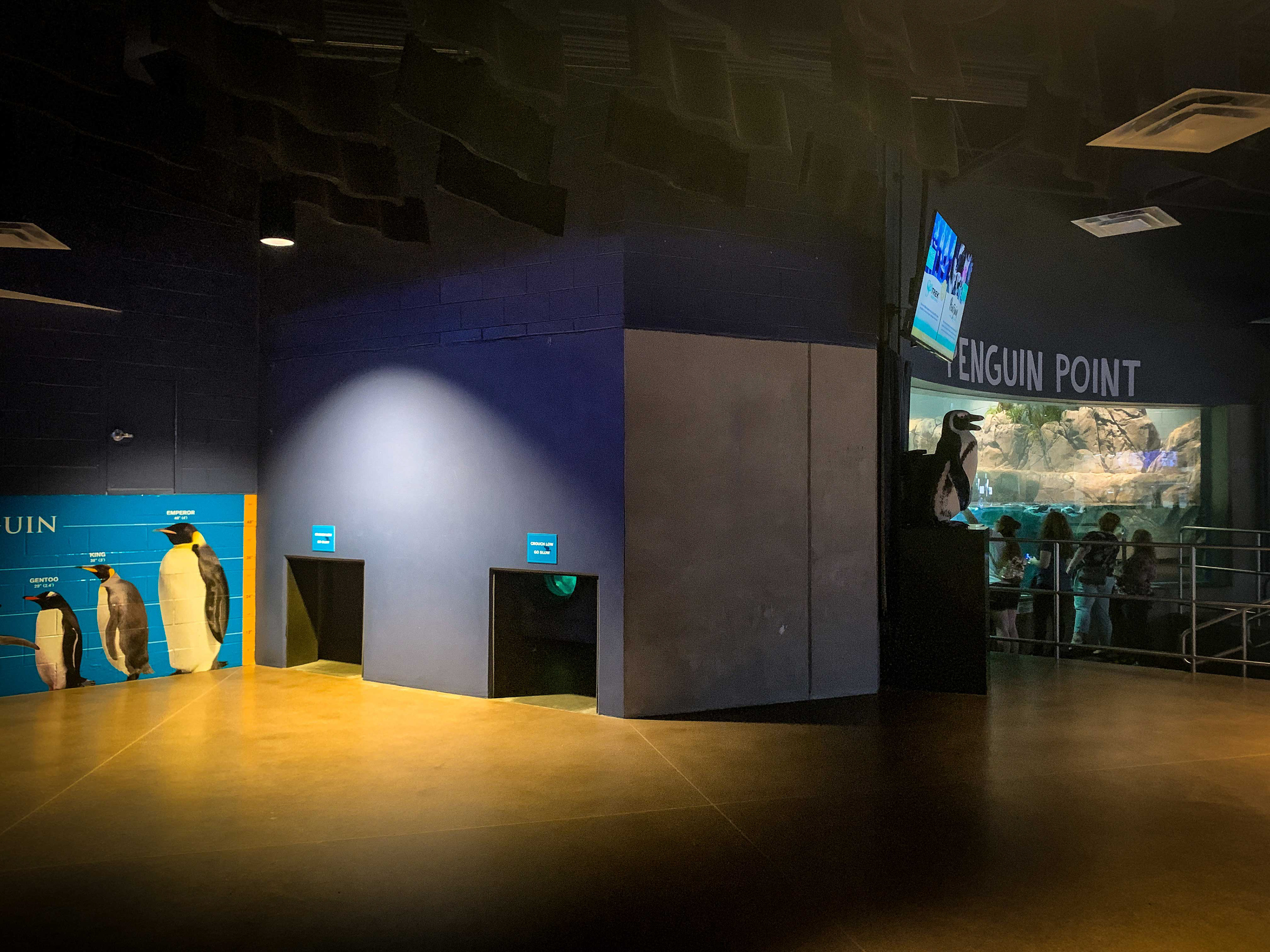 OdySea Aquarium - Penguin Point | Before