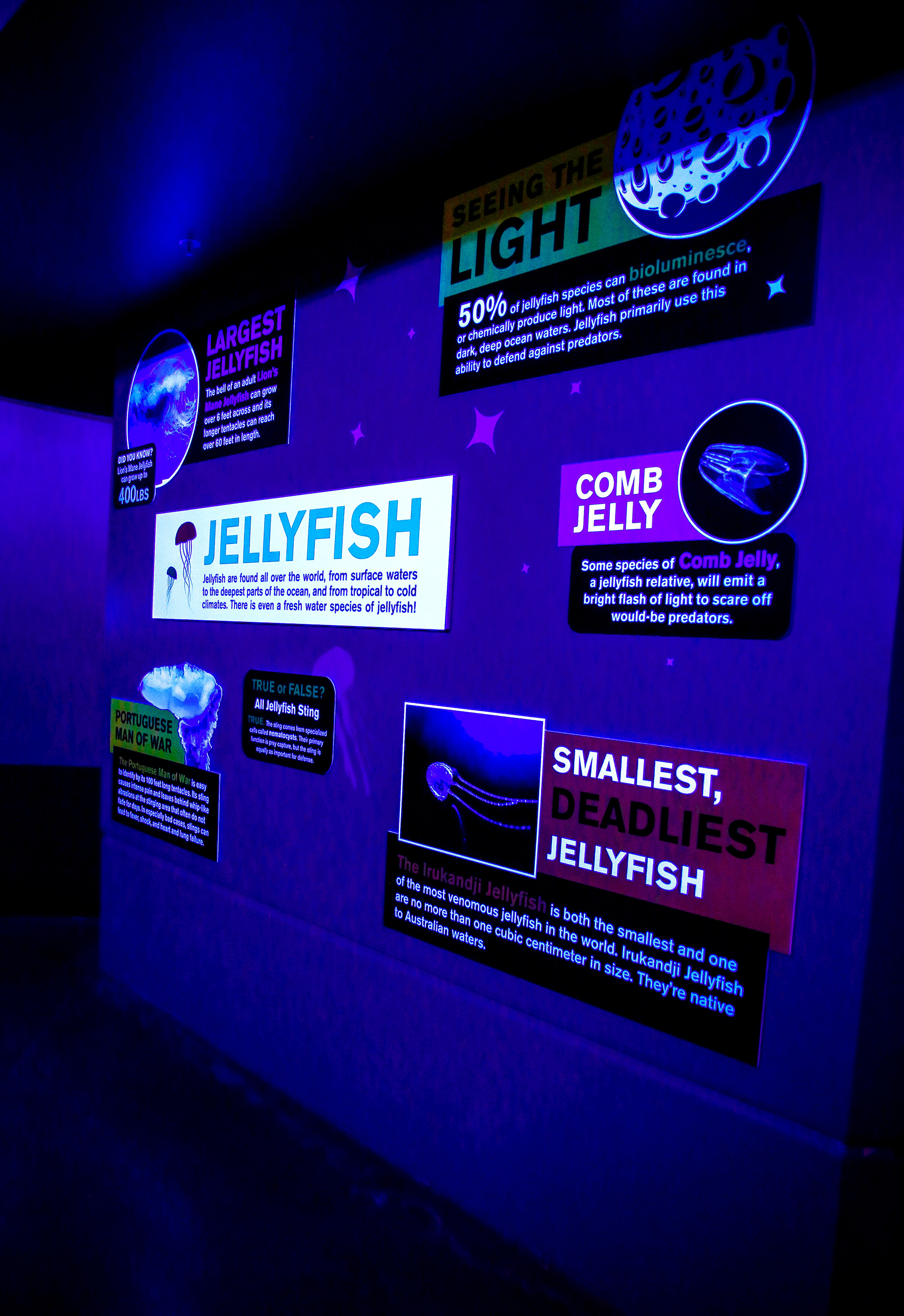 OdySea Aquarium - Jellyfish Cove | Art Installation