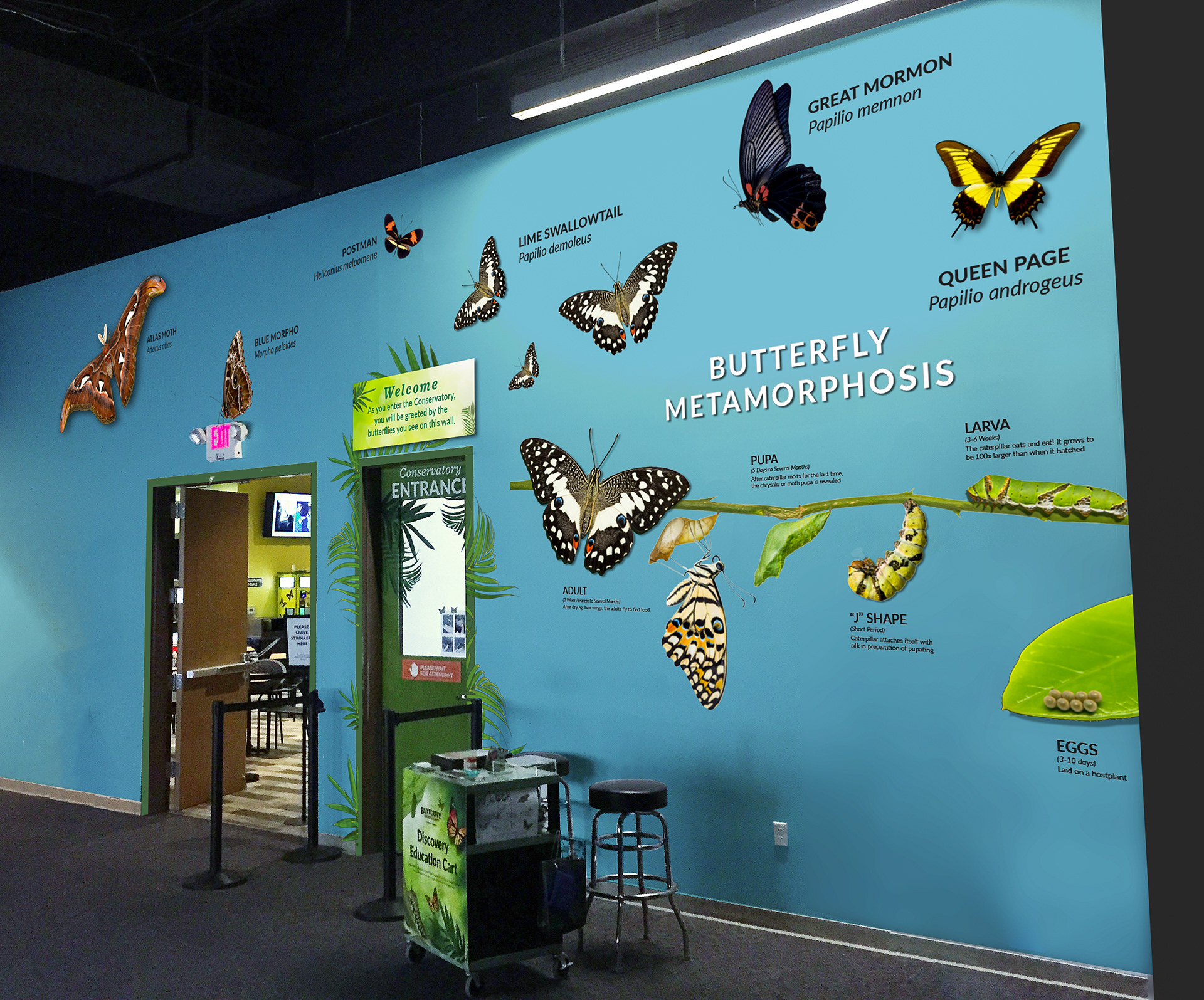 Butterfly Wonderland - Emergence Gallery | After