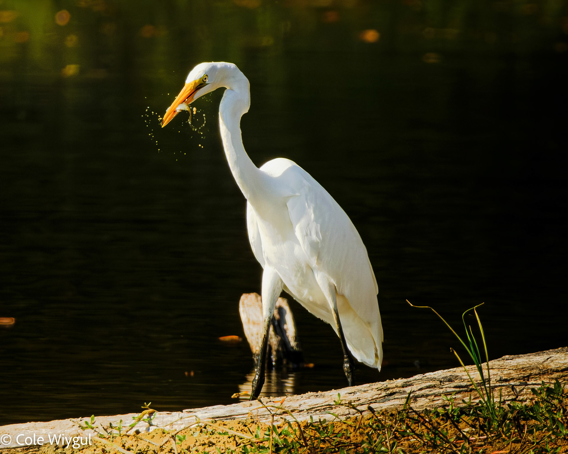 Great Egret with Lunch