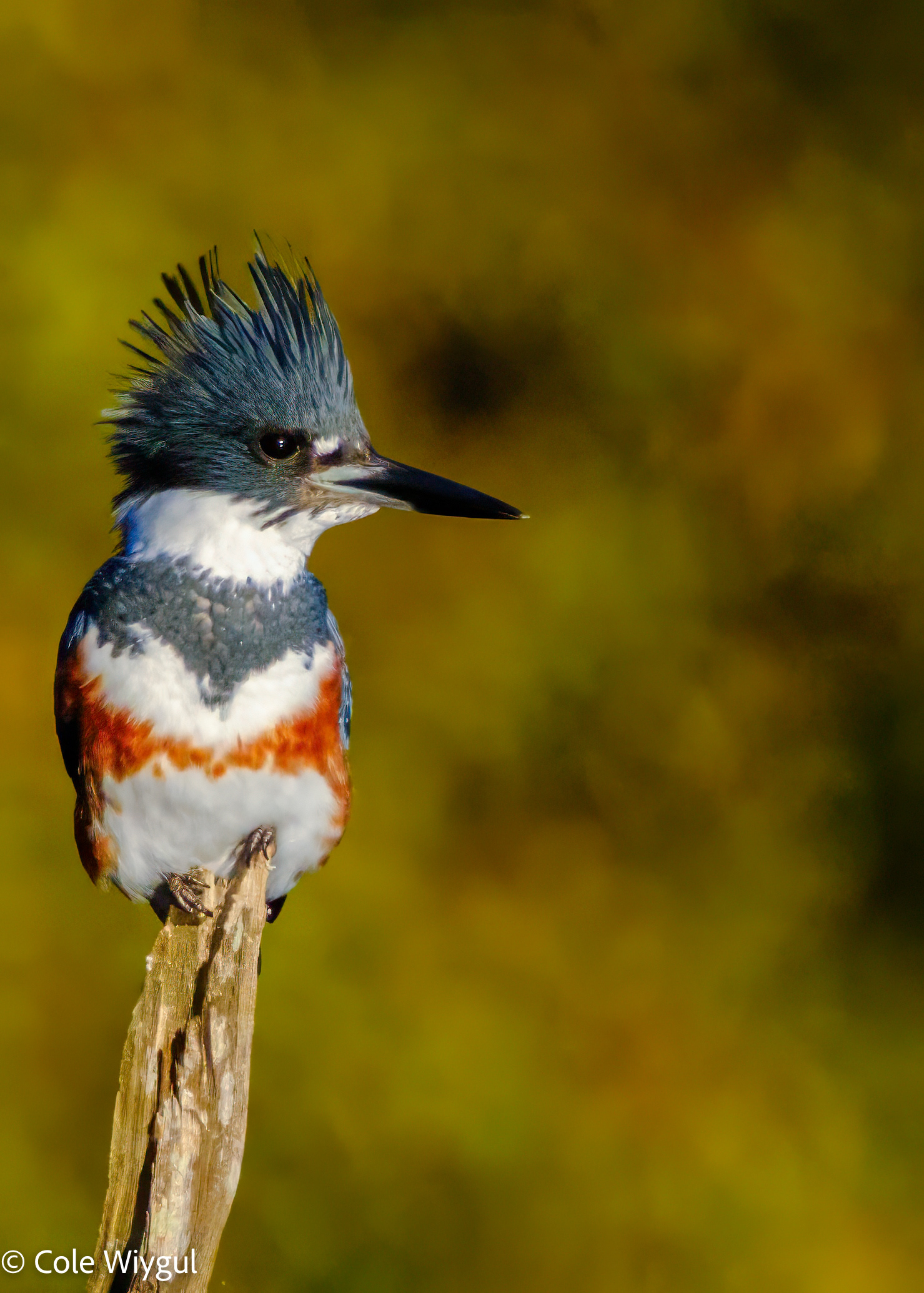 Belted Kingfisher
