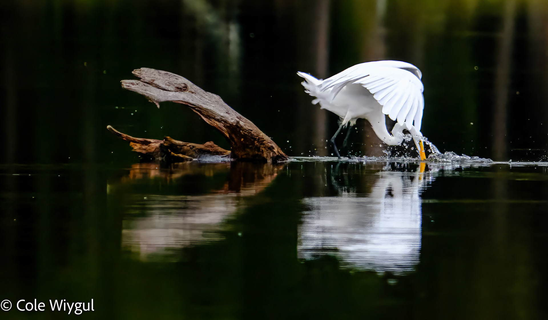 Great Egret Fishing