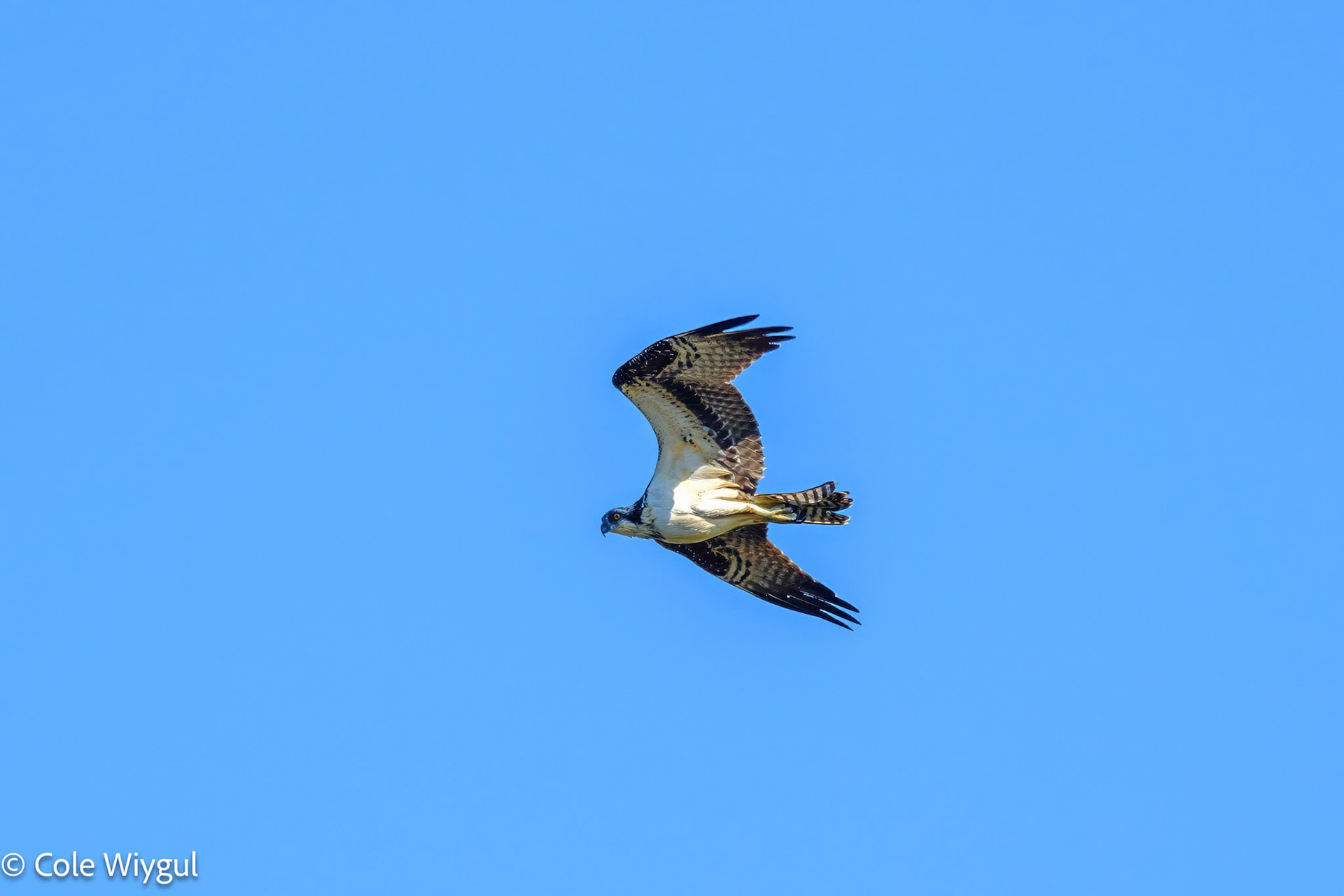 Osprey