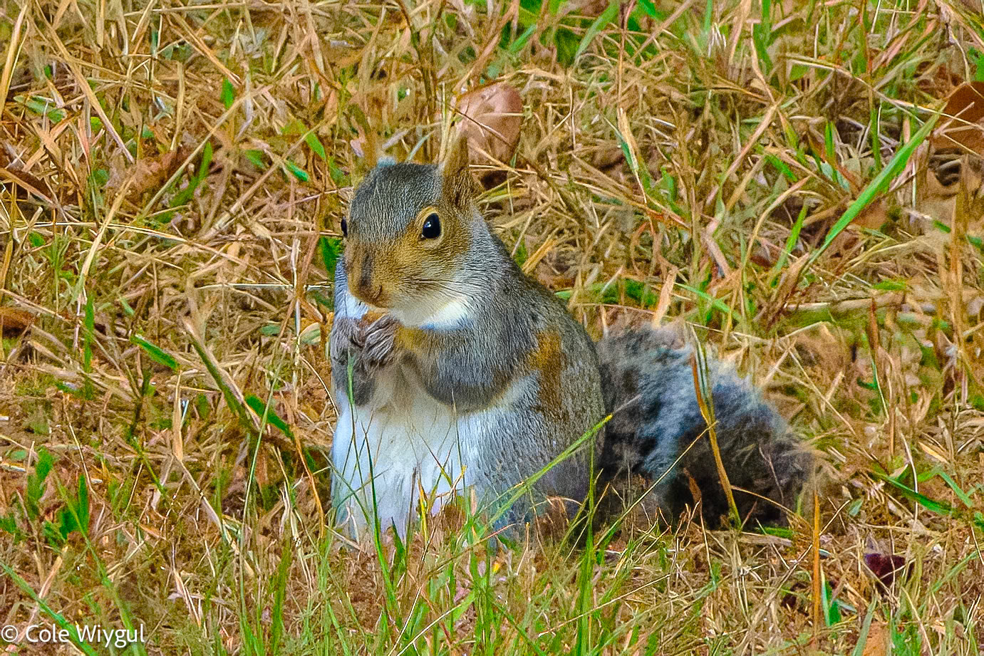 Eastern Gray Squirrel