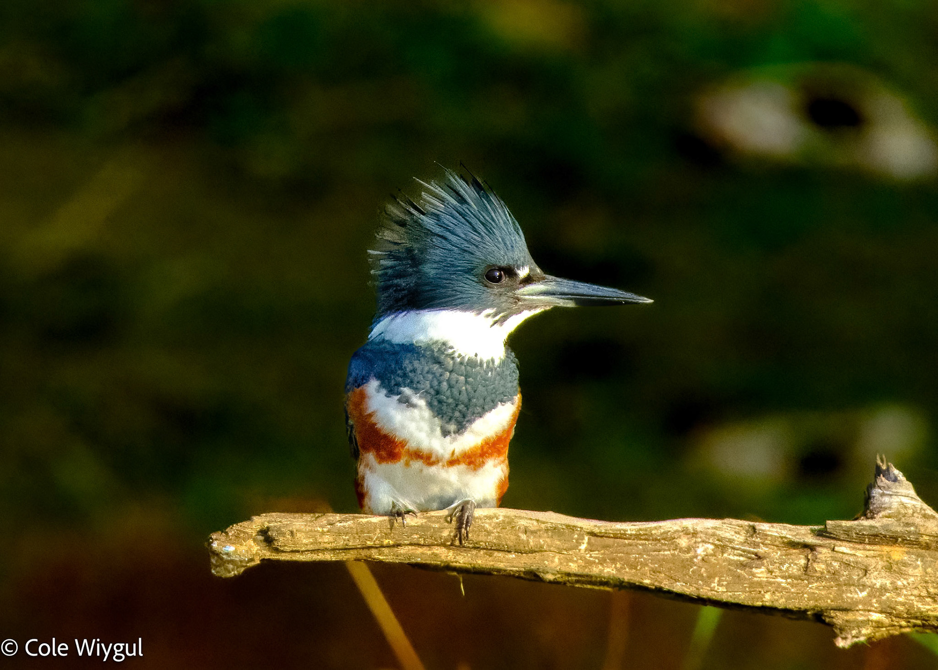Belted Kingfisher