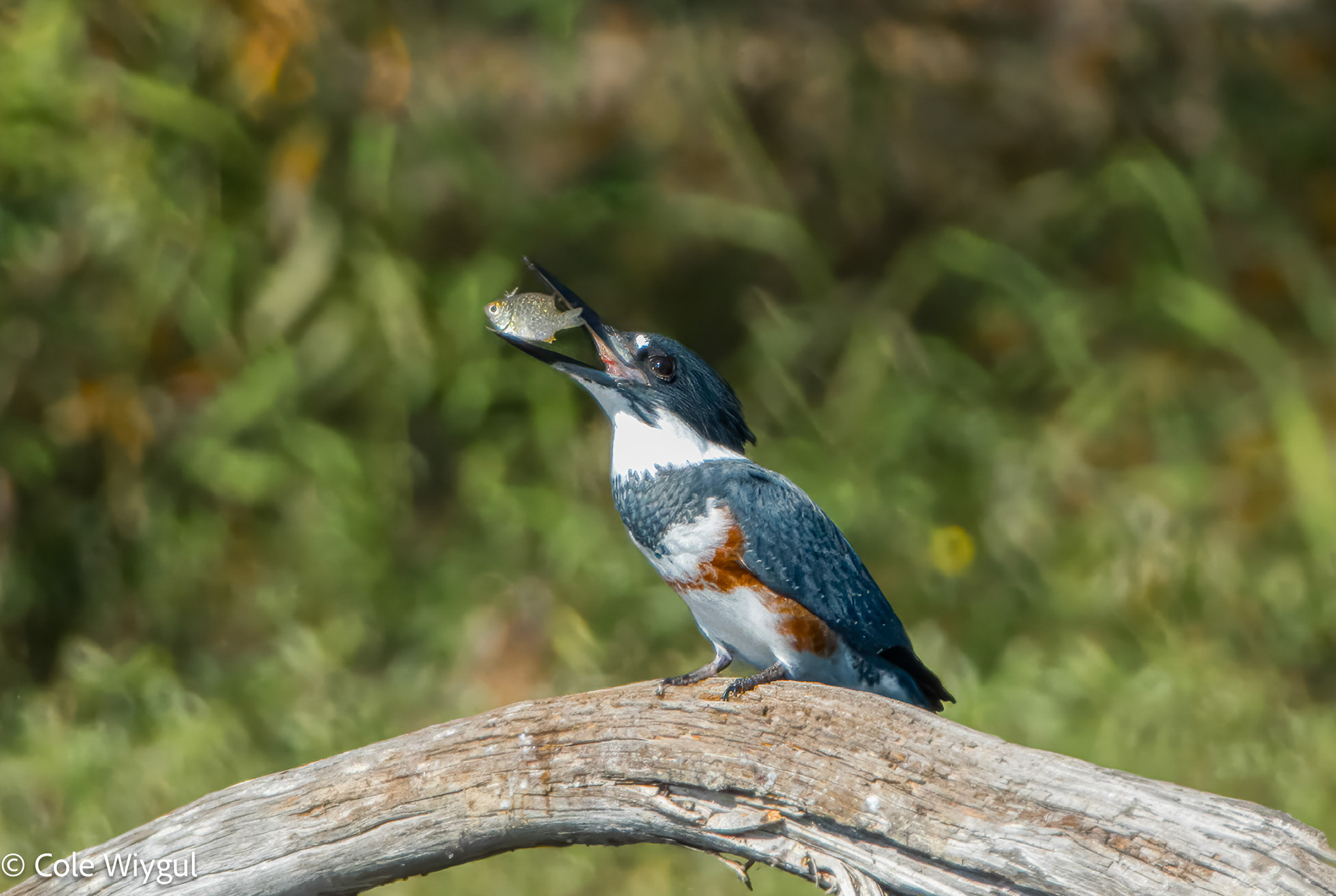 Belted Kingfisher w/Lunch
