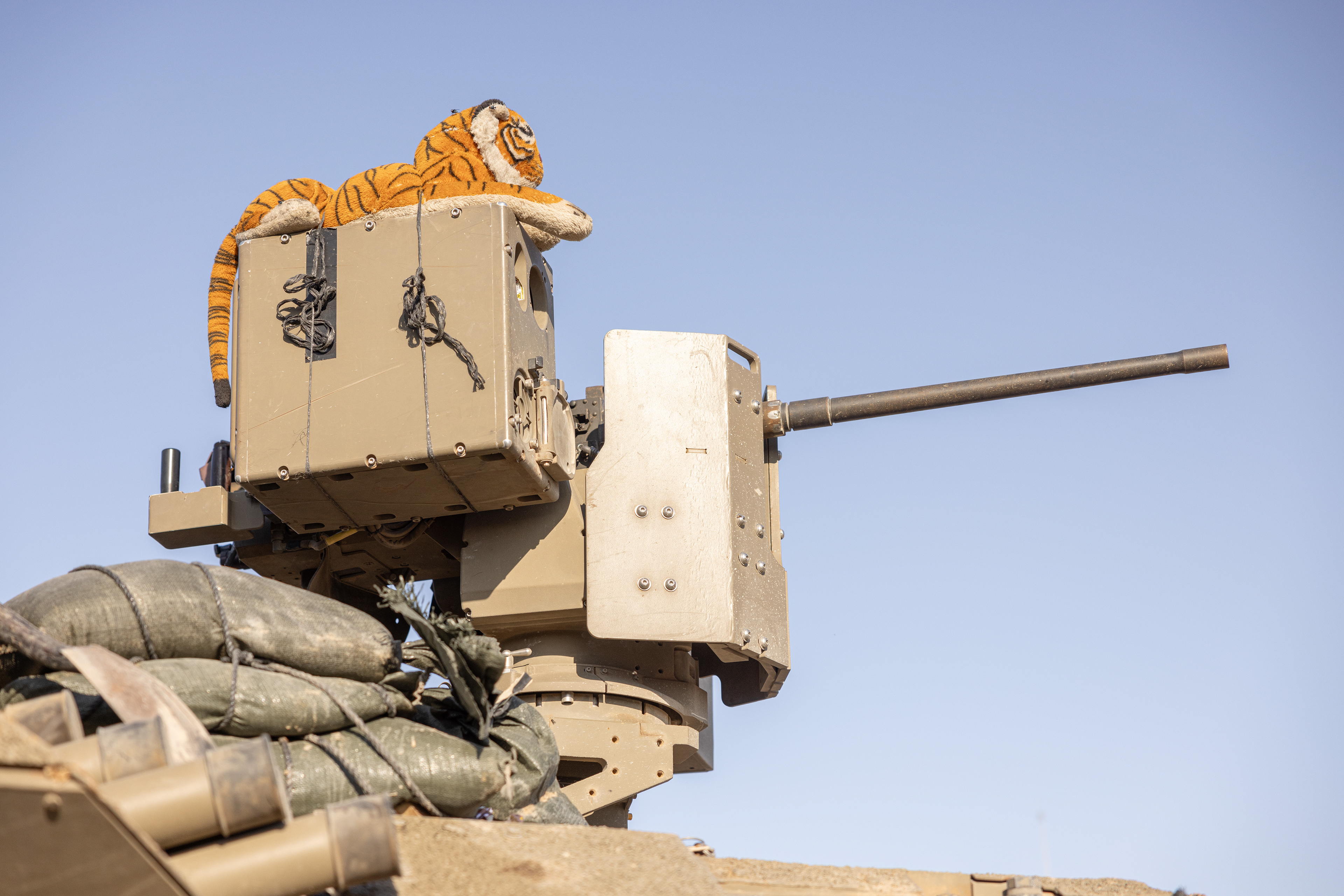 Tiger on a tank