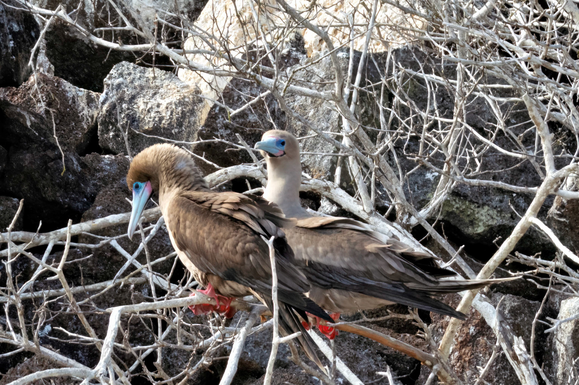 Galapagos Islands, Ecuador 2017