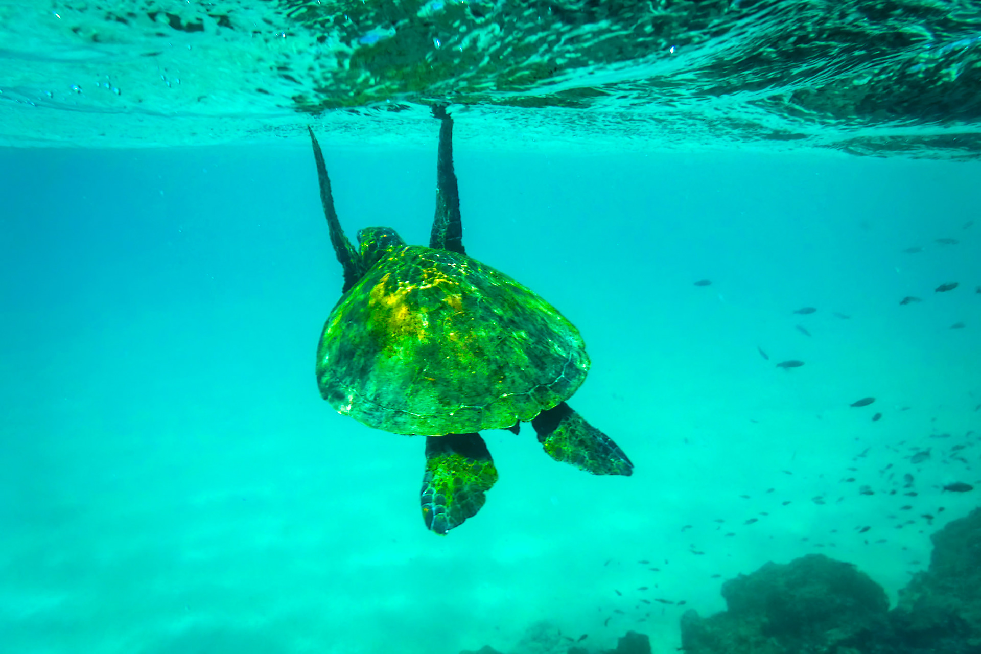 Galapagos Islands, Ecuador 2017