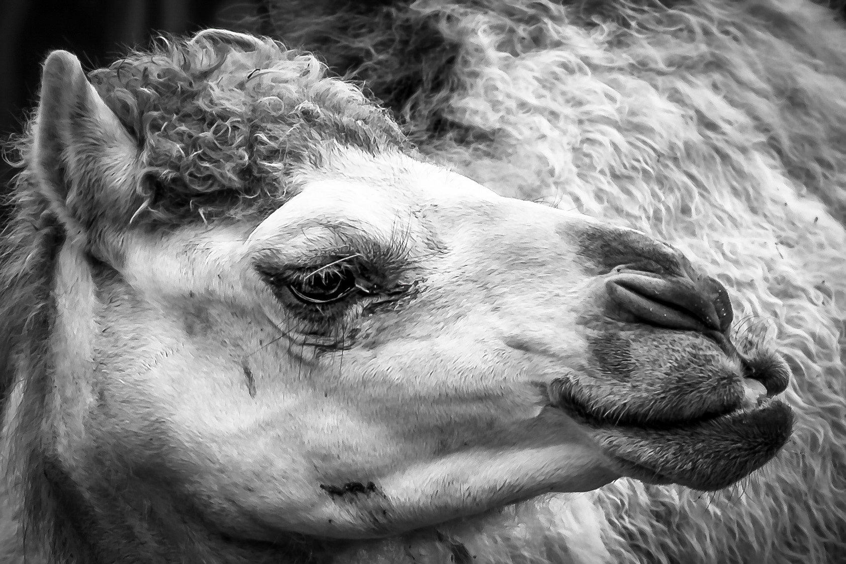 Zoo, Columbus, Ohio 2015