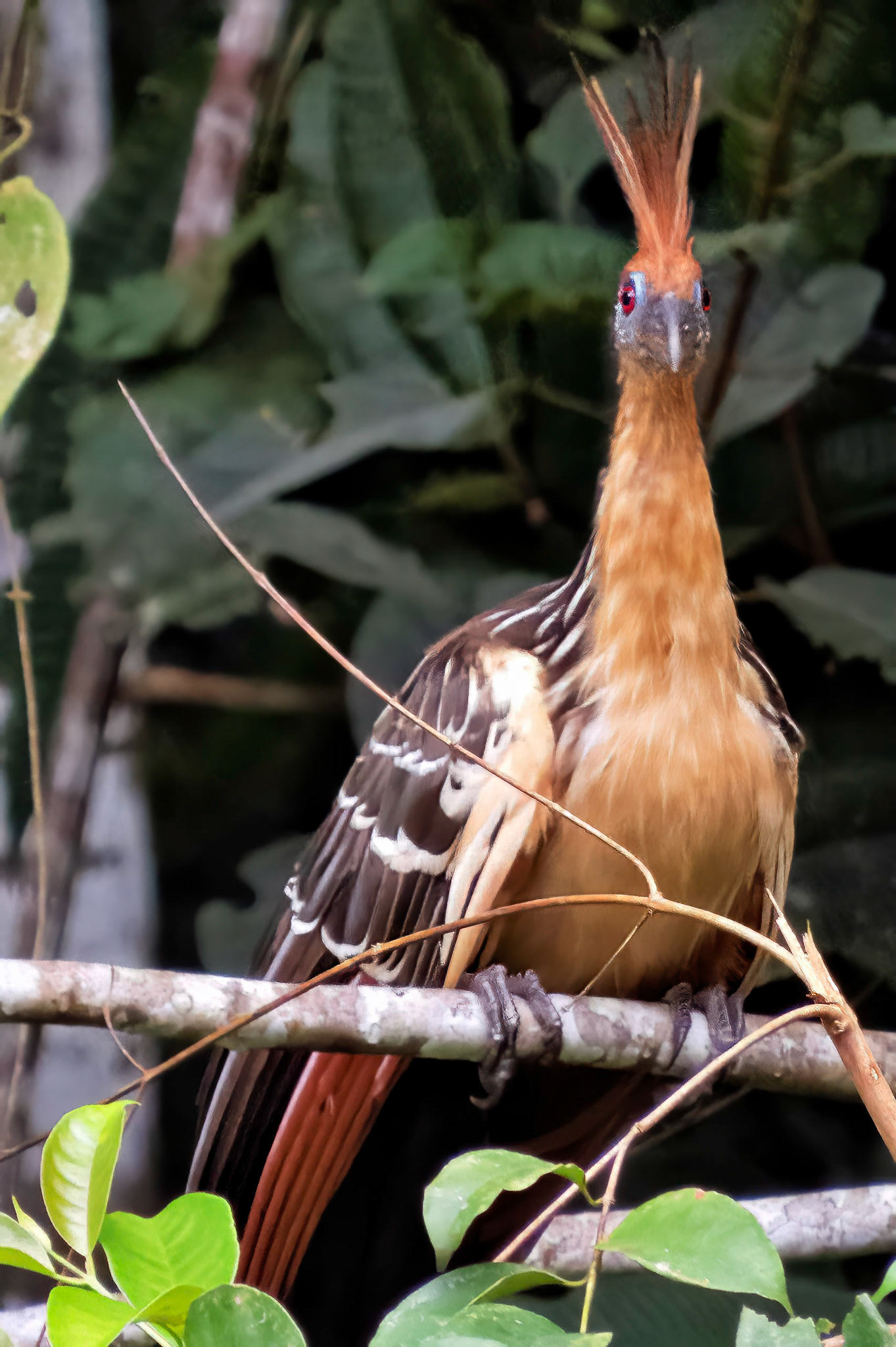 Amazon basin, Ecuador 2017