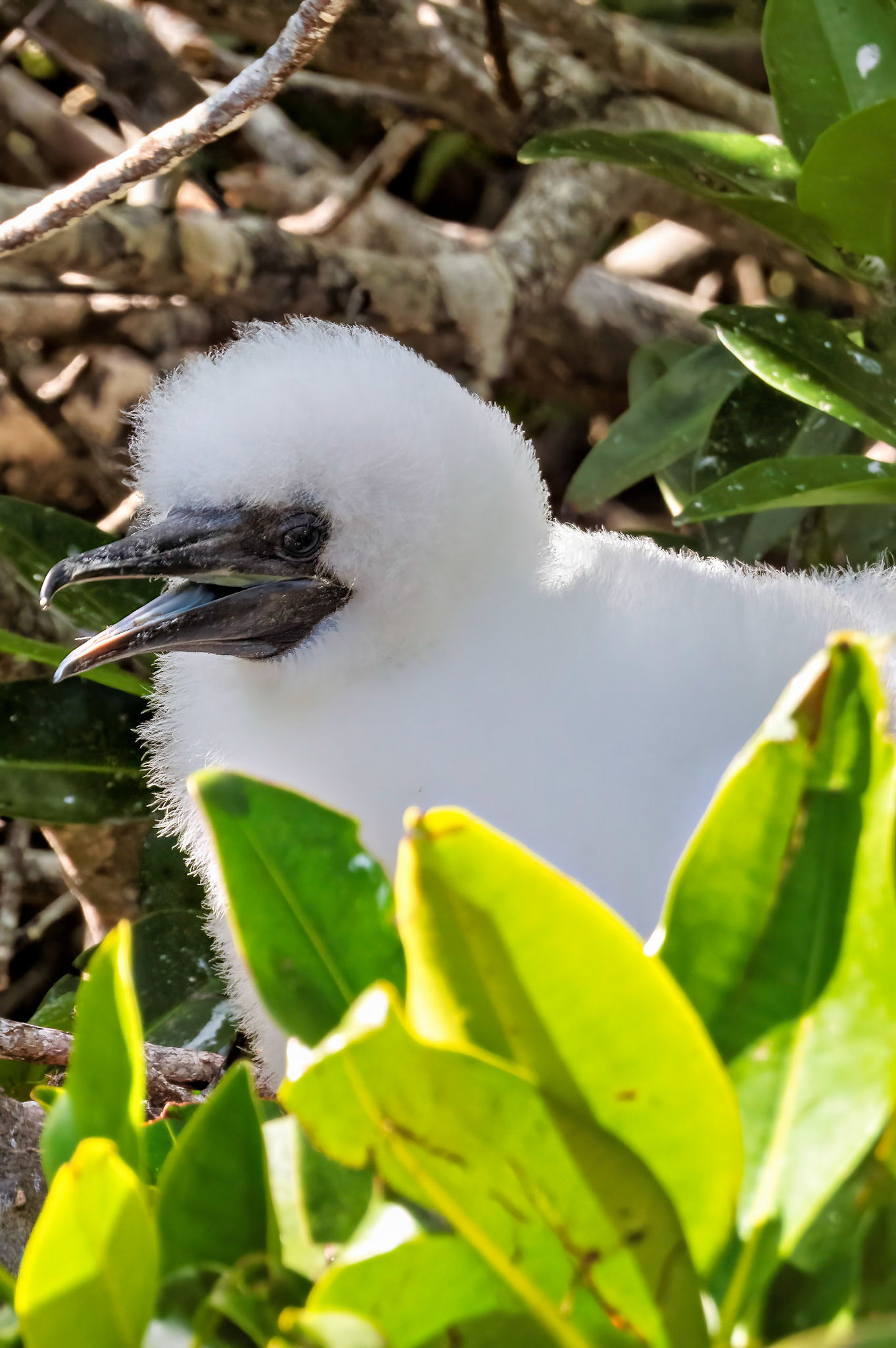 Gulapagos Islands, Ecuador 2017