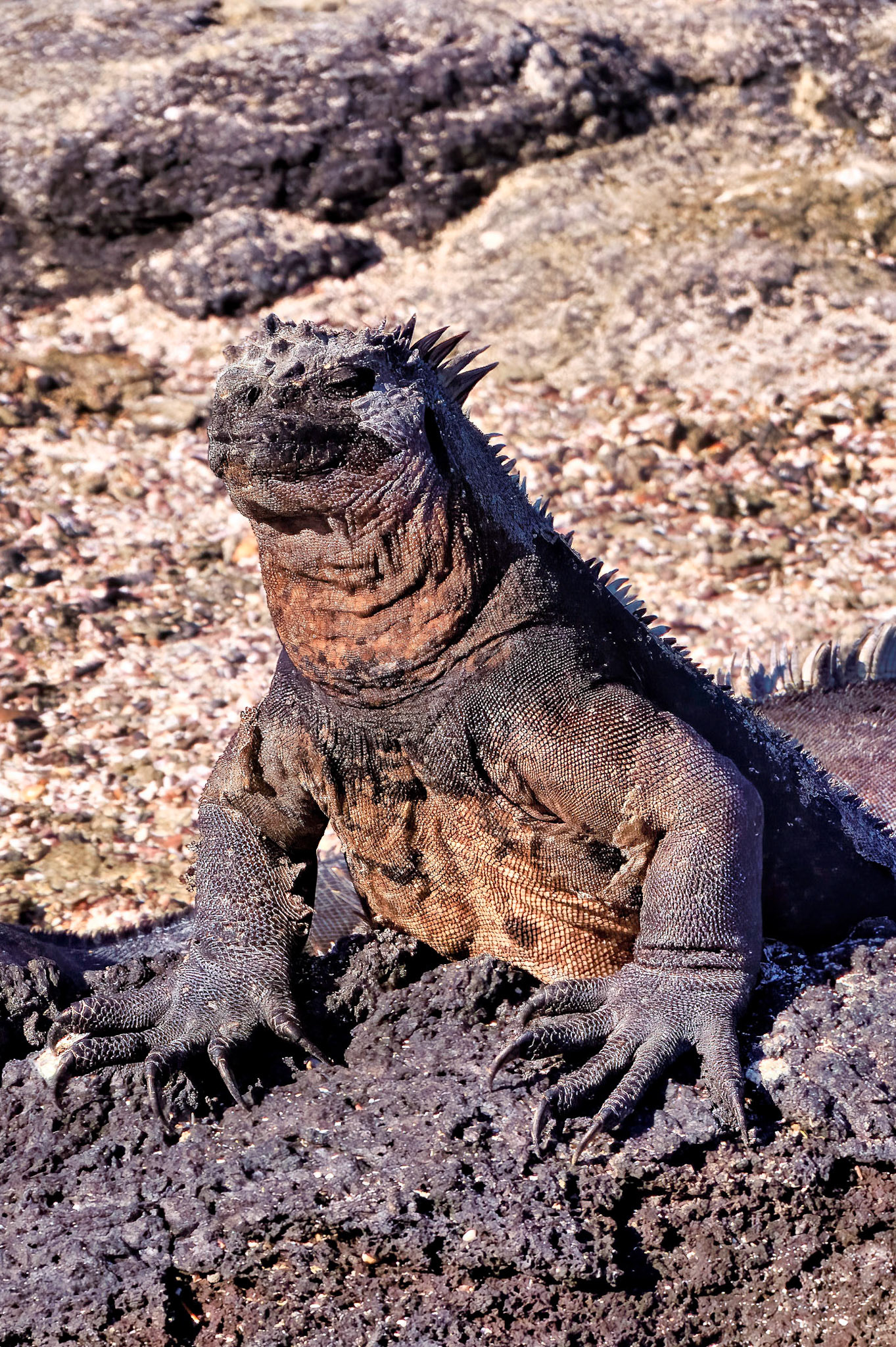Iguana, Gulapagos Islands, Ecuador 2017