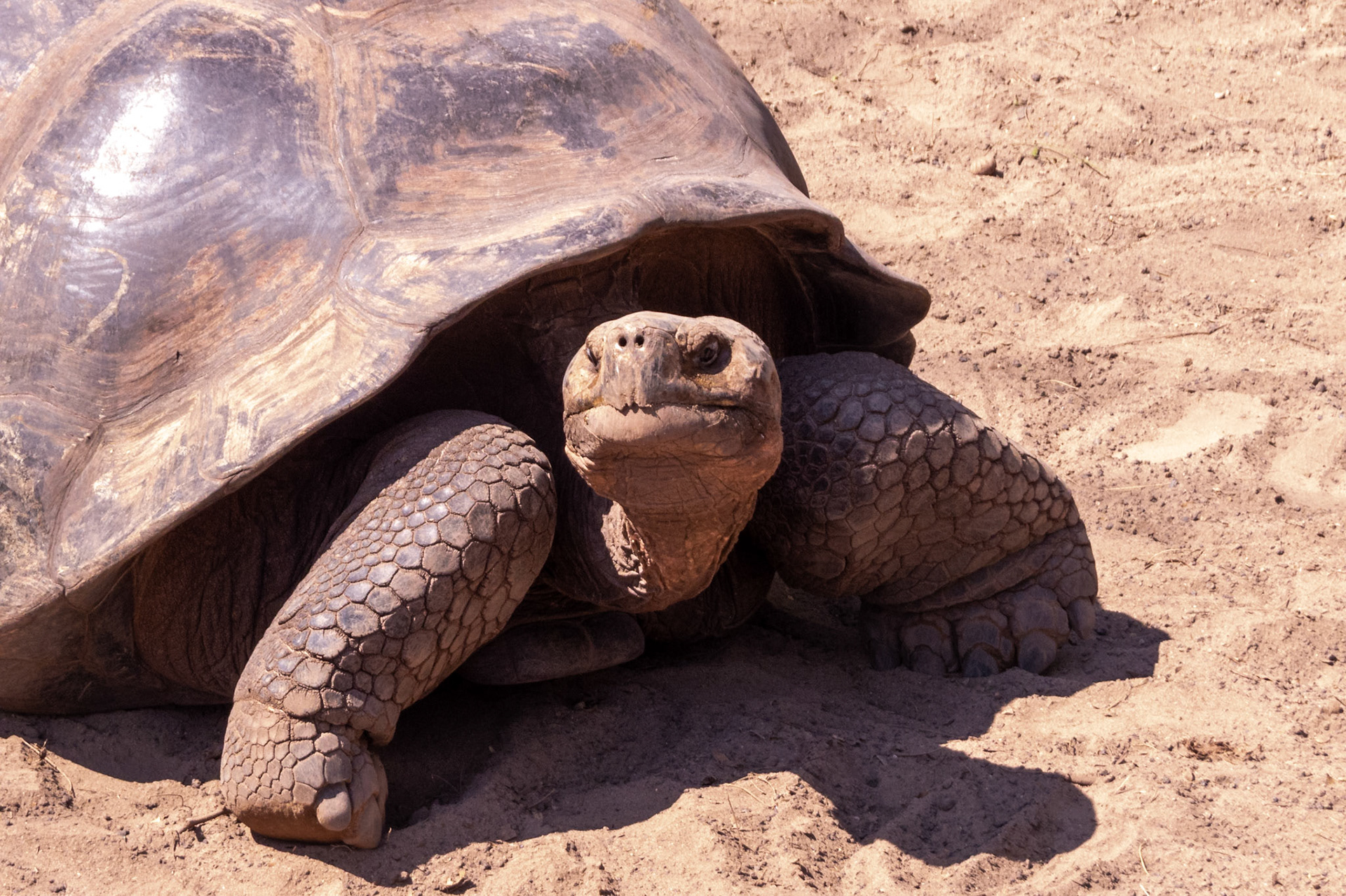 Galapagos tortoise, Galapagos Islands, Ecuador 2017