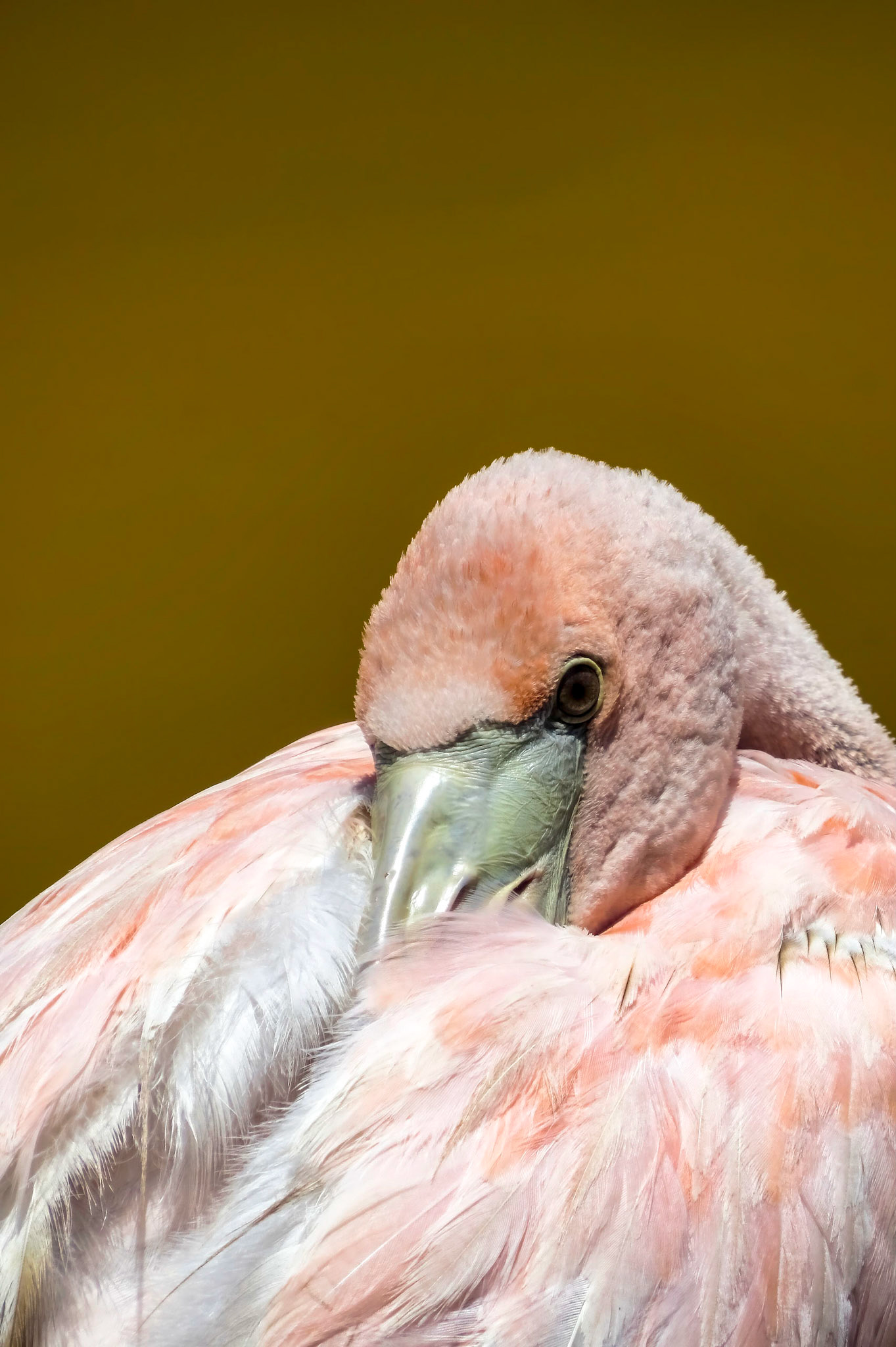 Flamingo, Galapagos Islands, Ecuador 2017