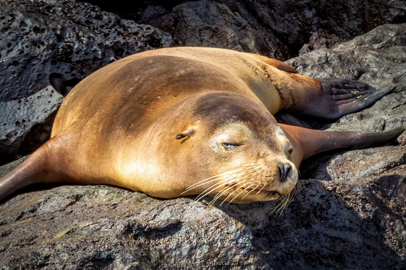 Gulapagos Islands, Ecuador 2017