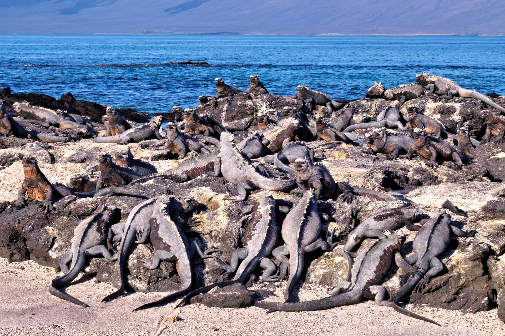 A mess (group) of Iguanas, Gulapagos Islands, Ecuador 2017