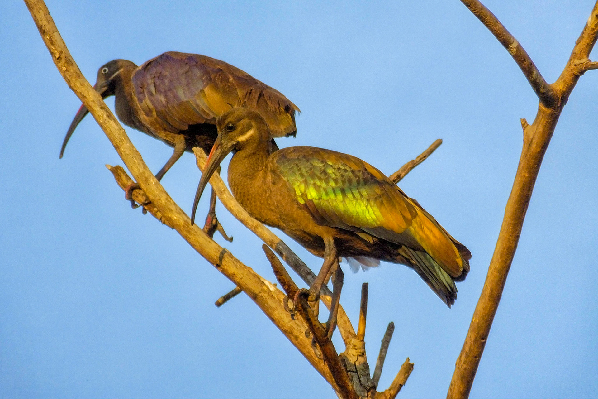 Birds near Lake Victoria, Tanzania 2014