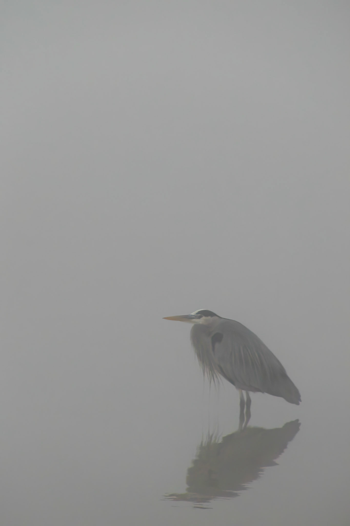 Bird in Fog, Missouri City, Texas 2002