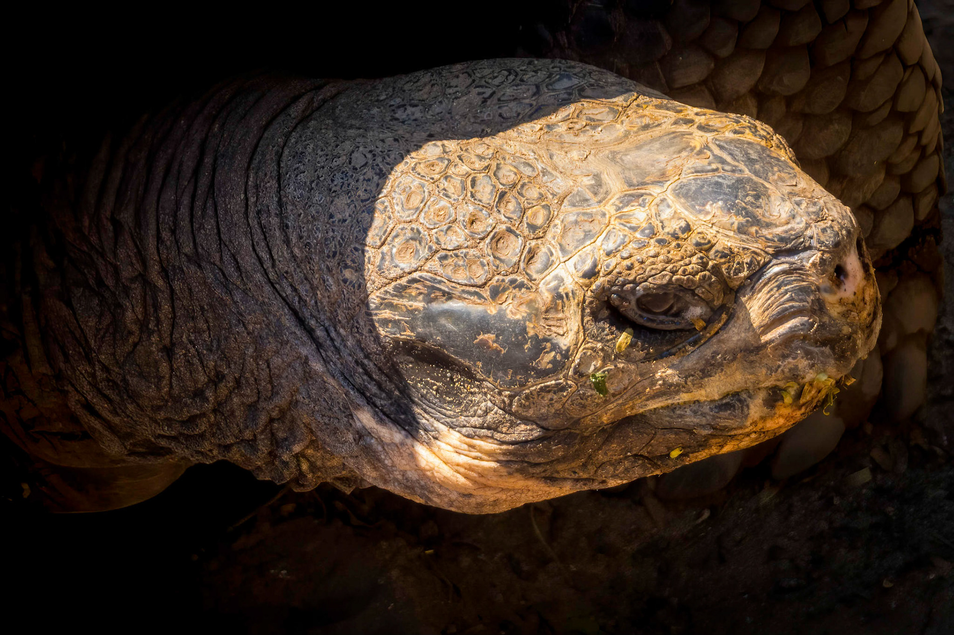 Galapagos tortoise, Galapagos Islands, Ecuador 2017