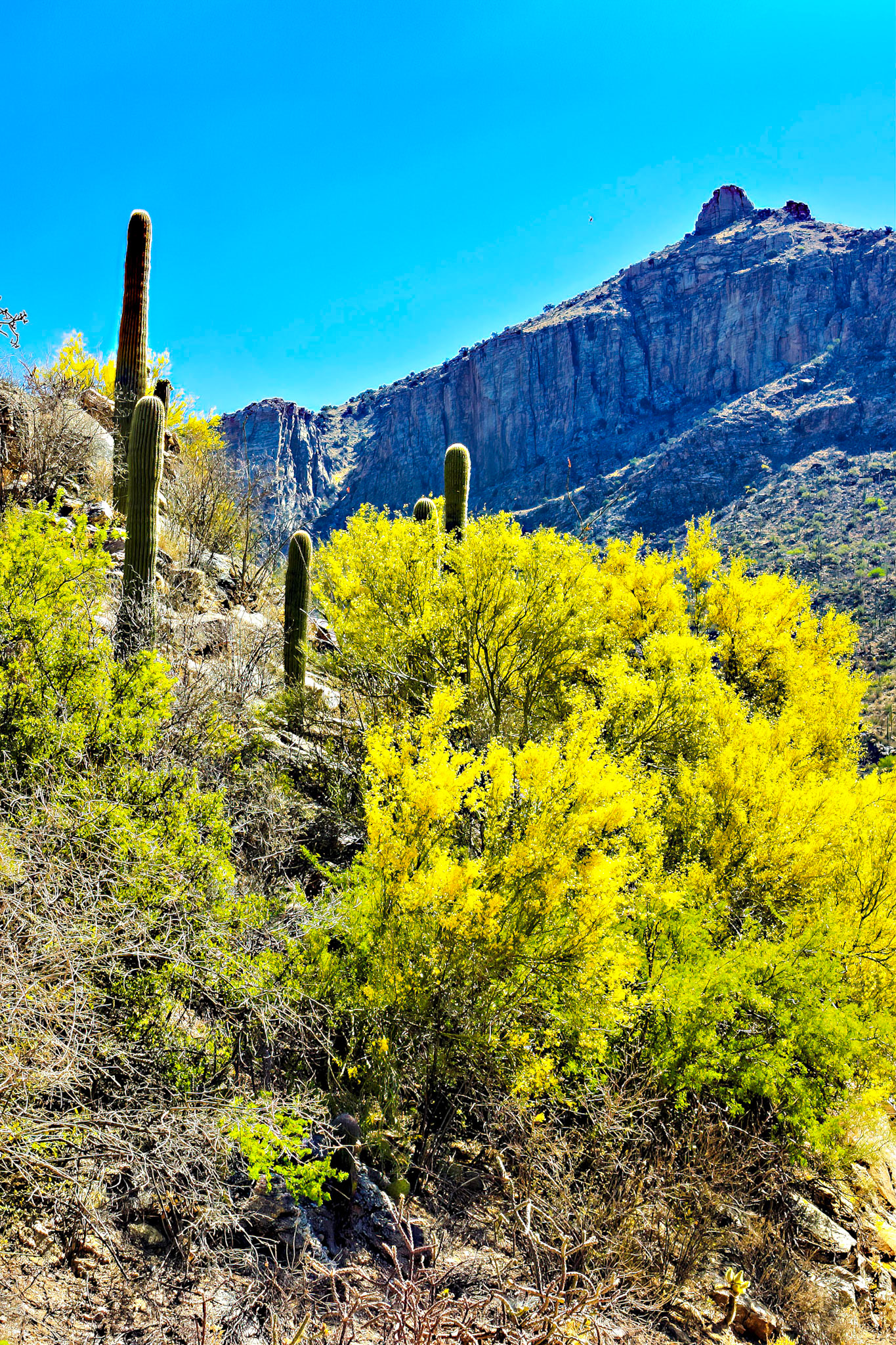 Sabino Canyon, Arizona 2012