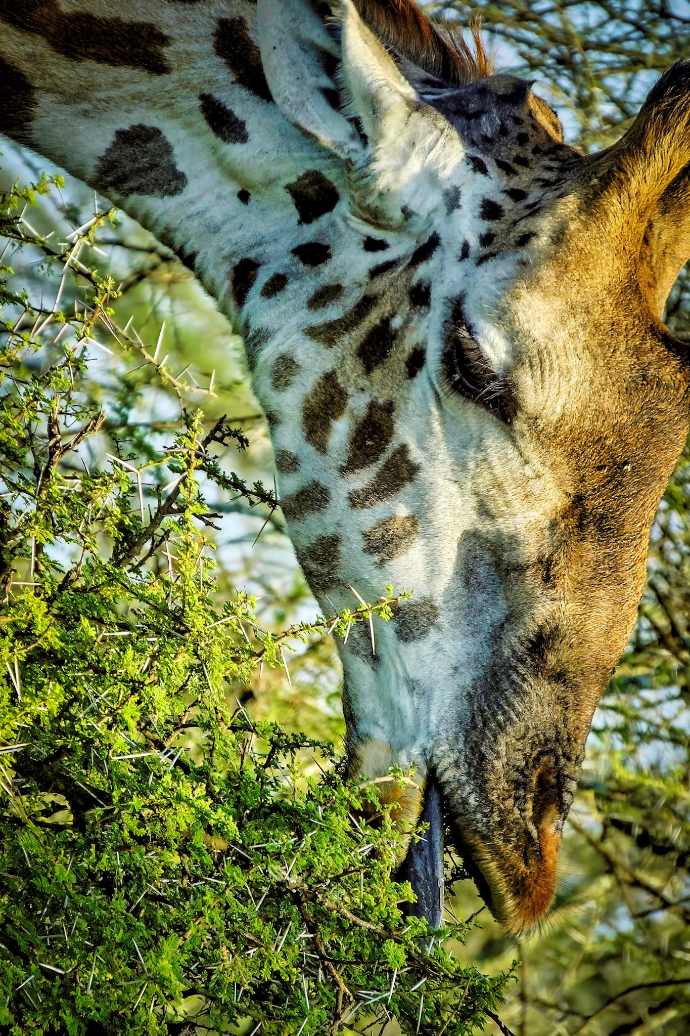 Kenya 2014
