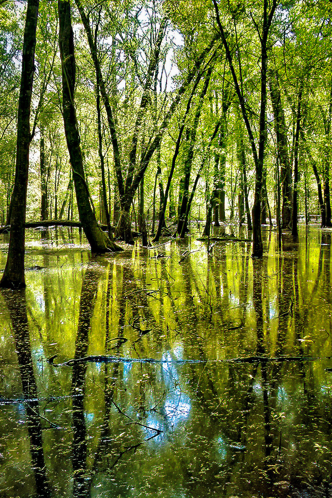 Brazos Bend Park, Texas 2004