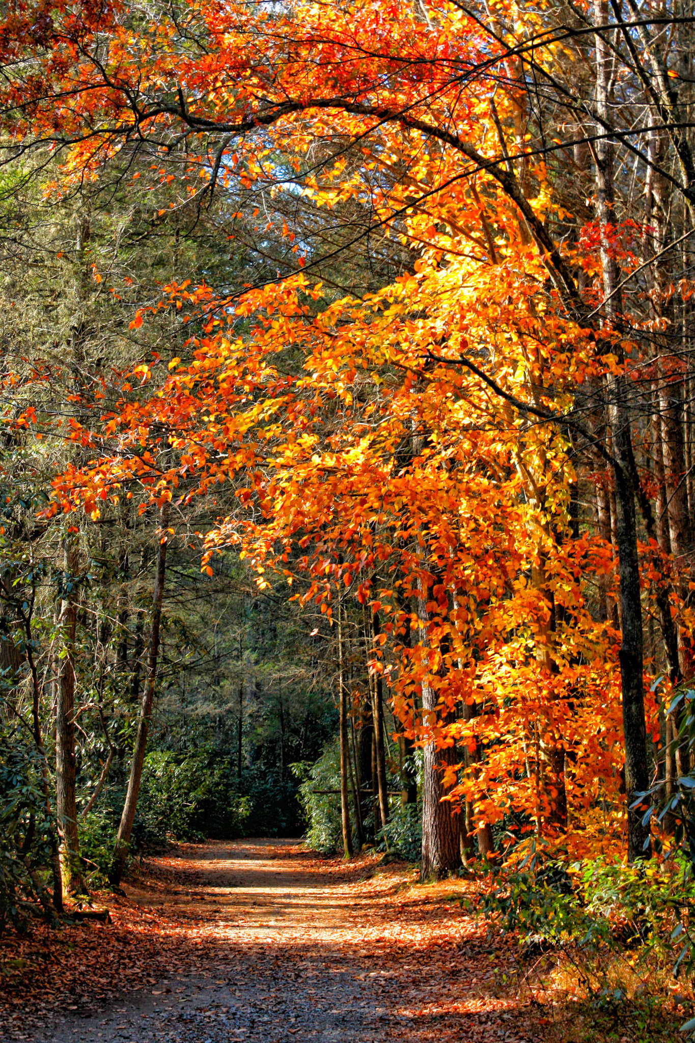 Trail to Hooker Falls, Dupont Forest, North Carolina 2011